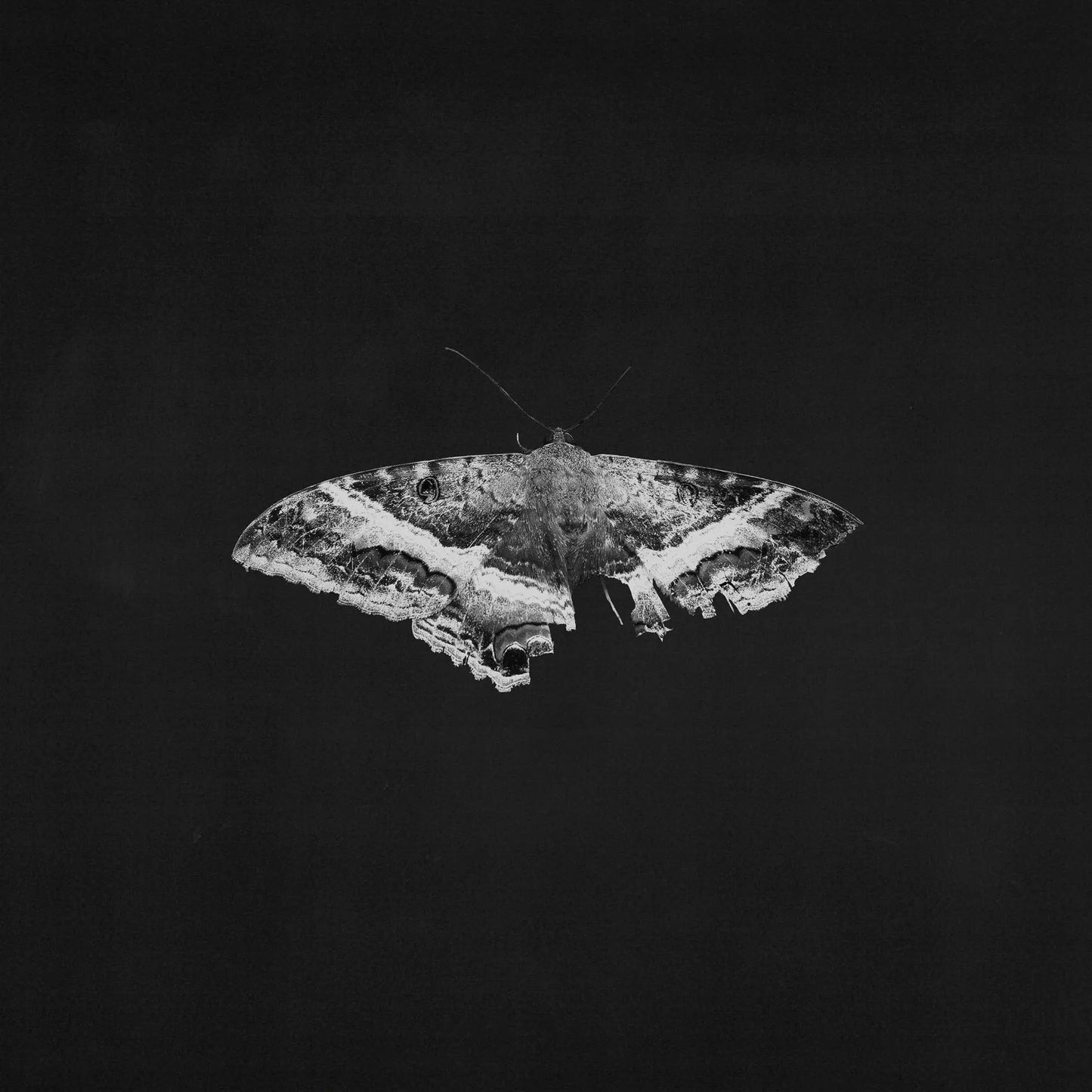 Kendrick Lamar – To Pimp a Butterfly (Colored Grey Marbled)