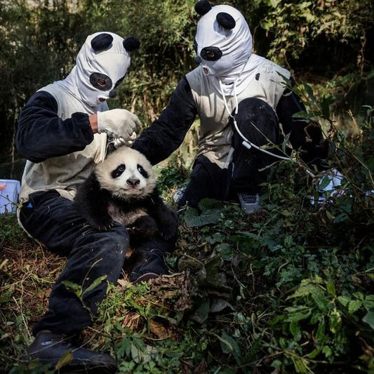 Mengers - Flavio (Clear Vinyl Numerado a 300 Copias)